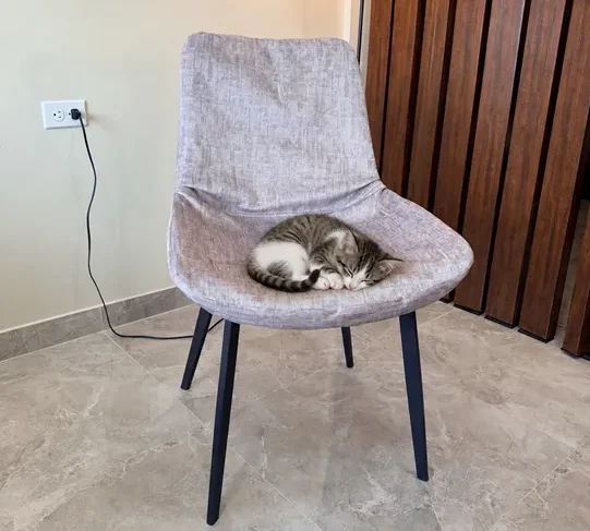 Gatito dormido en un rincón acogedor