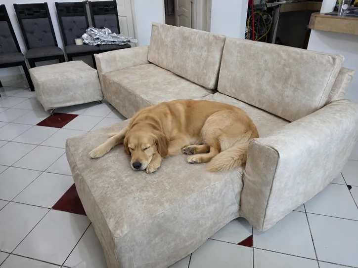 Perro acostado